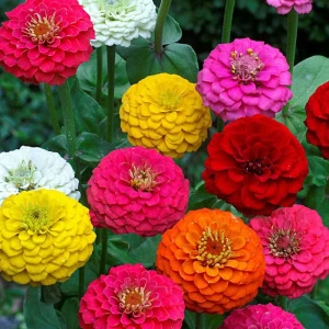 resized300_Carciumarese Lilliput, seminte flori Carciumarese mini, 0.7 grame, Opal.webp Carciumarese Lilliput, seminte flori Carciumarese mini, 0.7 grame, Opal